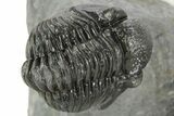 Curled Proetid (Gerastos) Trilobite Fossil - Morocco #377266-3